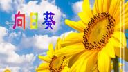 向日葵PPT课件免费下载