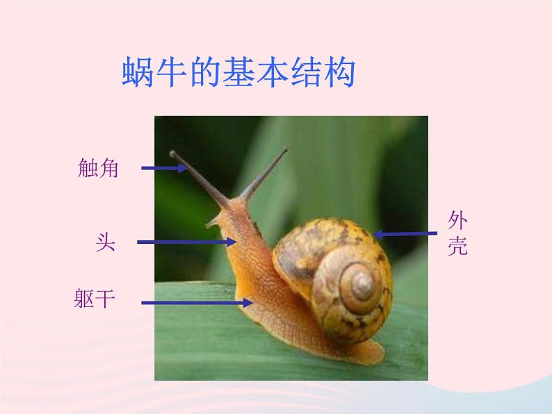 二年级美术下册第11课小蜗牛慢慢爬课件1湘美版第2页