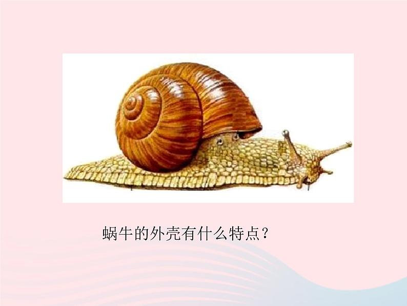 二年级美术下册第11课小蜗牛慢慢爬课件1湘美版第4页