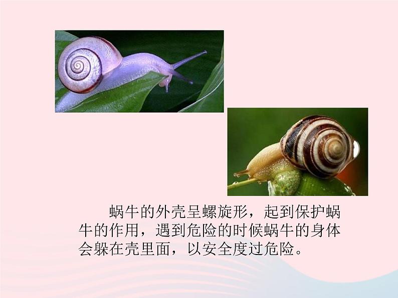 二年级美术下册第11课小蜗牛慢慢爬课件1湘美版第5页