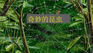 美术一年级下册19 奇妙的昆虫示范课课件ppt