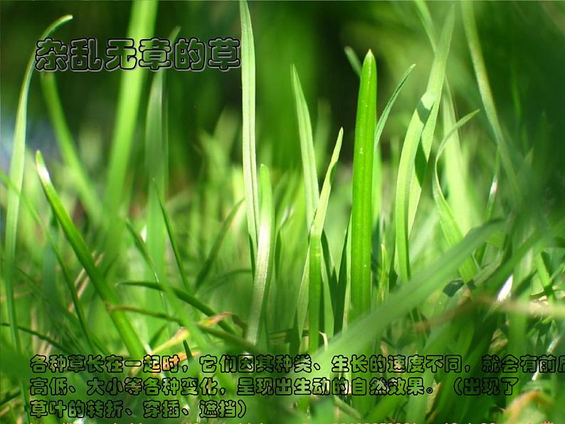 草丛中PPT课件免费下载03