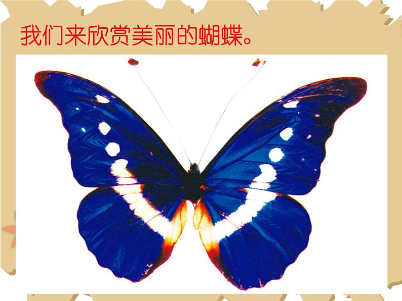 美术二年级下册课件- 5 折剪蝴蝶 浙美版(22张PPT)第3页