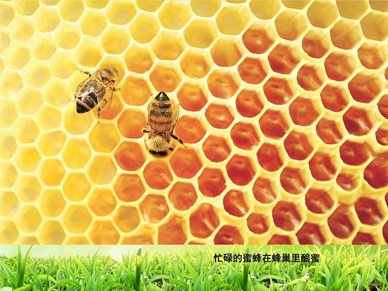 六年级下册 第12课 美无处不在课件08