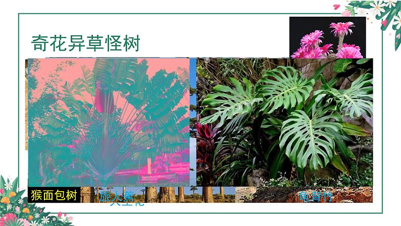岭南版 三上 14. 奇特的热带植物 课件(9张,内嵌音频)第3页
