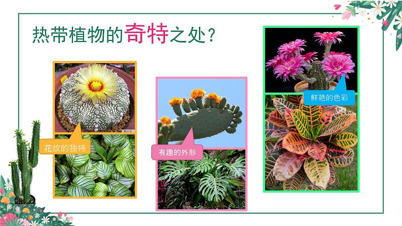 岭南版 三上 14. 奇特的热带植物 课件(9张,内嵌音频)第4页