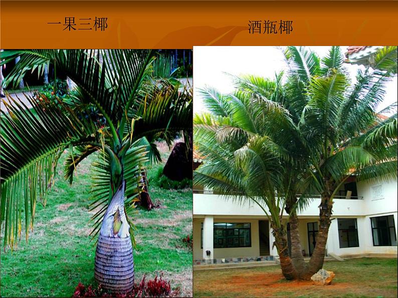奇特的热带植物PPT课件免费下载07