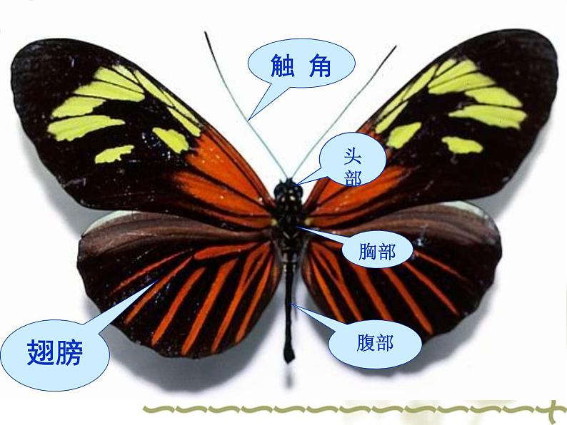 桂美版美术一年级下册 11 缤纷彩蝶 课件 第6页