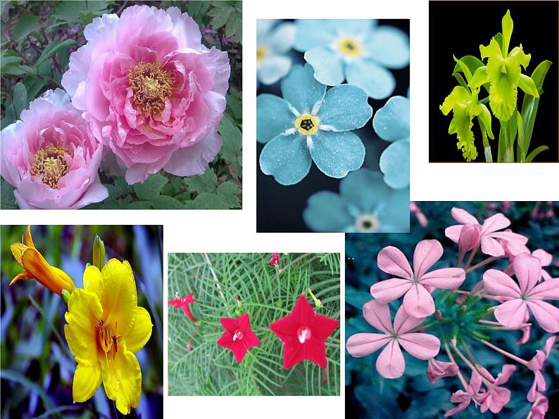 3 五彩缤纷的花朵 课件 (1)第6页