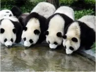 毛茸茸的動物PPT課件免費(fèi)下載