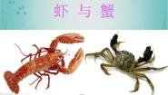 虾和蟹（二）PPT课件免费下载