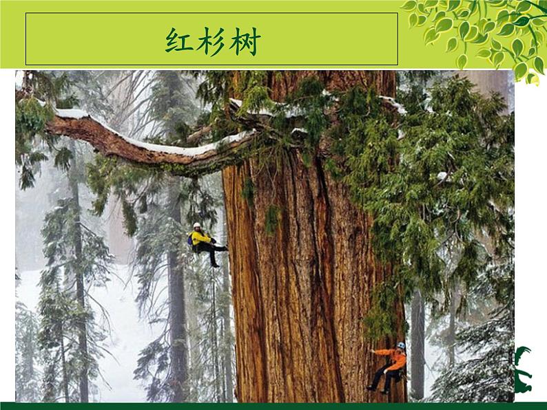 苏少版二年级下册美术 9.树上树下(一) 课件第6页