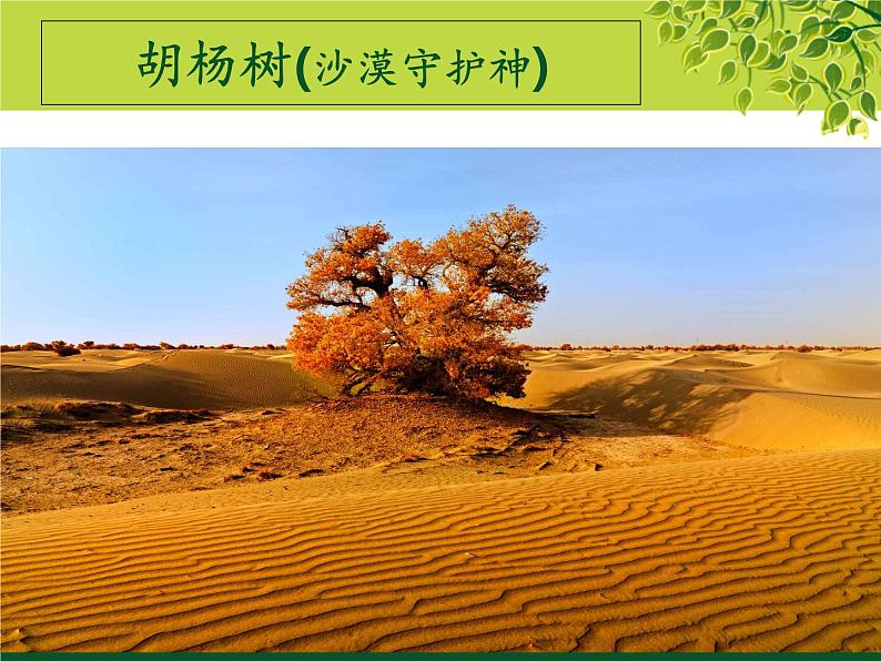 苏少版二年级下册美术 9.树上树下(一) 课件第7页