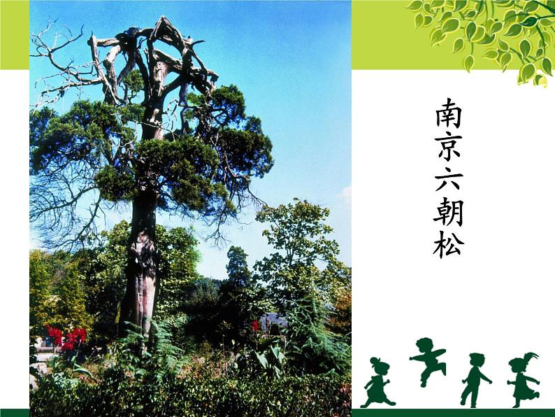 苏少版二年级下册美术 9.树上树下(一) 课件第8页