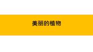 2021学年4. 美丽的植物背景图课件ppt