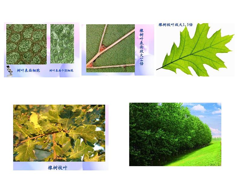 微观世界PPT课件免费下载03