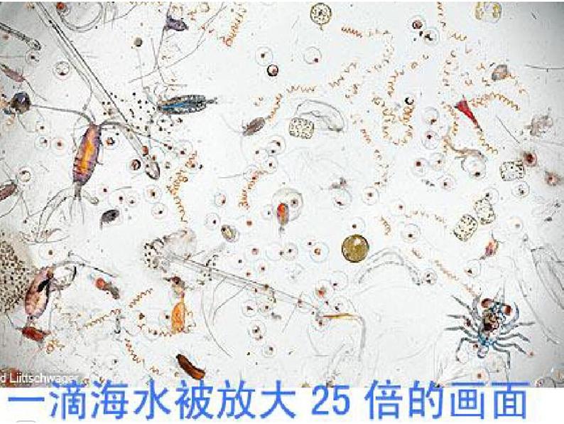 微观世界PPT课件免费下载06