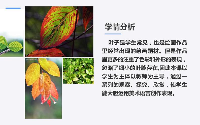 人教版二年级美术下册 8.叶子上的小“血管”课件PPT第3页