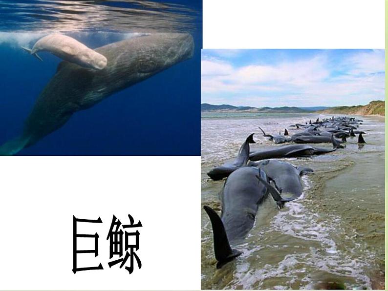 《壮观的大世界》课件05