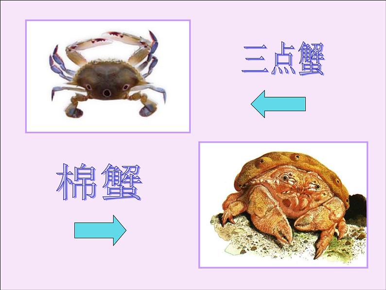 小学美术课件-13课-虾和蟹-苏少版-(18张PPT)ppt课件第7页