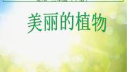 人美版（北京）二年级下册4. 美丽的植物教案配套课件ppt