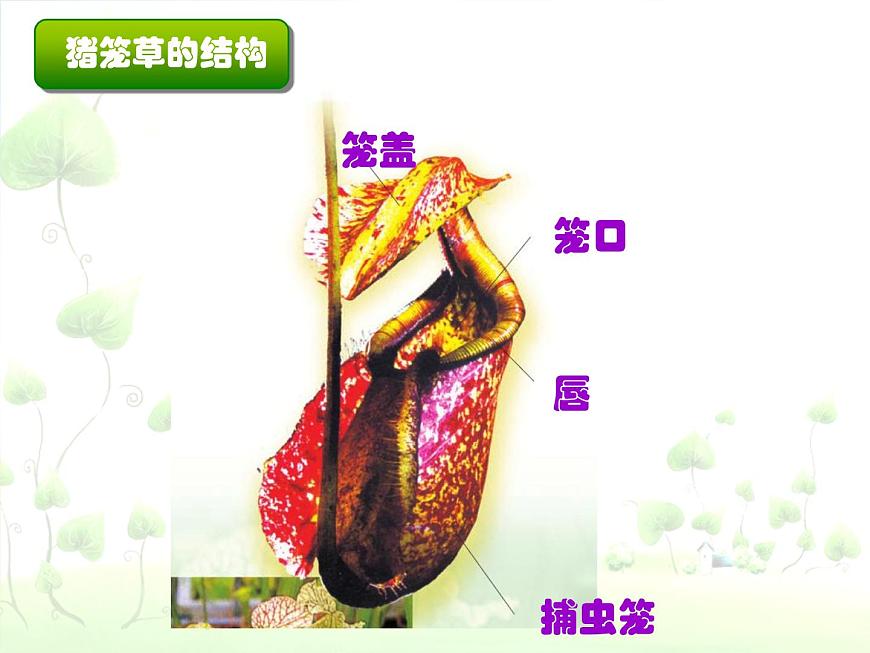 2022年小學(xué)美術(shù)課件-第2課-吃蟲草--人美版-(共23張PPT)ppt課件第8頁