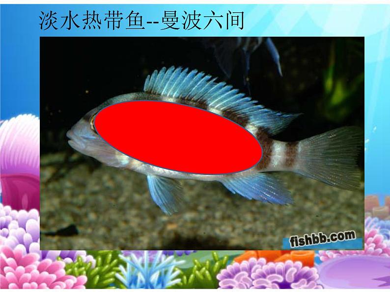 小学 / 美术 / 岭南版 / 一年级下册 / 第二单元 点线色,你我他 / 7. 大鱼和小鱼课件08