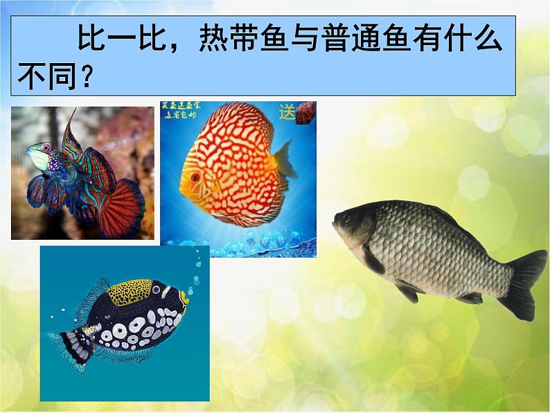 2022年小学生美术《15热带鱼乐园》浙美版(15张)ppt课件第4页
