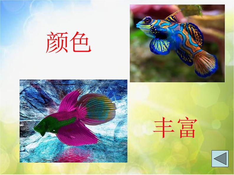2022年小学生美术《15热带鱼乐园》浙美版(15张)ppt课件第5页