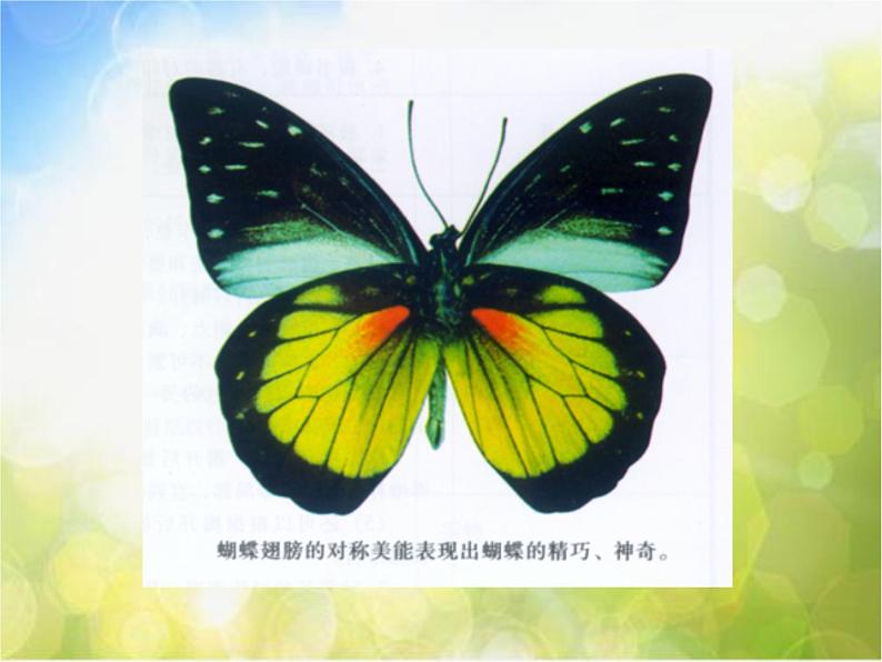 2022年小学 美术 冀美版 三年级上册 3. 奇妙的对印件课件PPT第6页