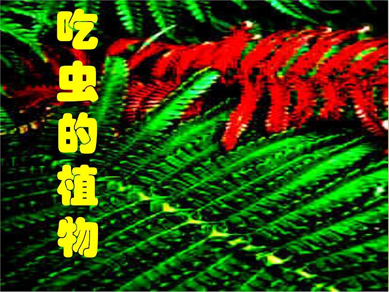 2022年小学生美术17吃虫子的植物冀美版(17张)ppt课件第1页