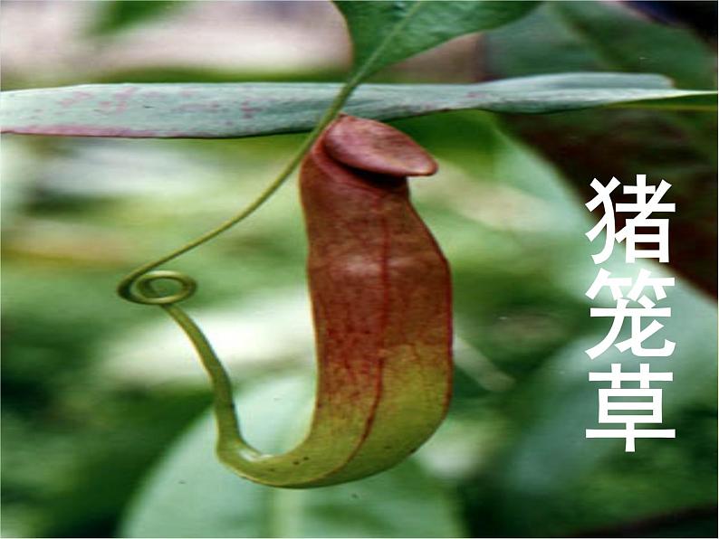 2022年小学生美术17吃虫子的植物冀美版(17张)ppt课件第3页
