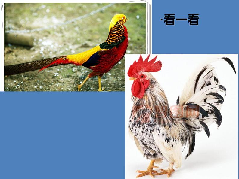 2022年小学 / 美术 / 冀美版 / 四年级上册 / 6. 大花鸡(40张)ppt(1)课件05