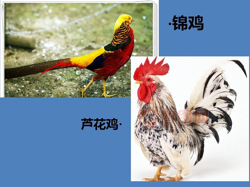 2022年小学 / 美术 / 冀美版 / 四年级上册 / 6. 大花鸡(40张)ppt(1)课件06