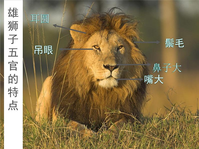2022年小学 美术 冀美版 一年级下册 13. 威武的狮子(17张)ppt课件第4页