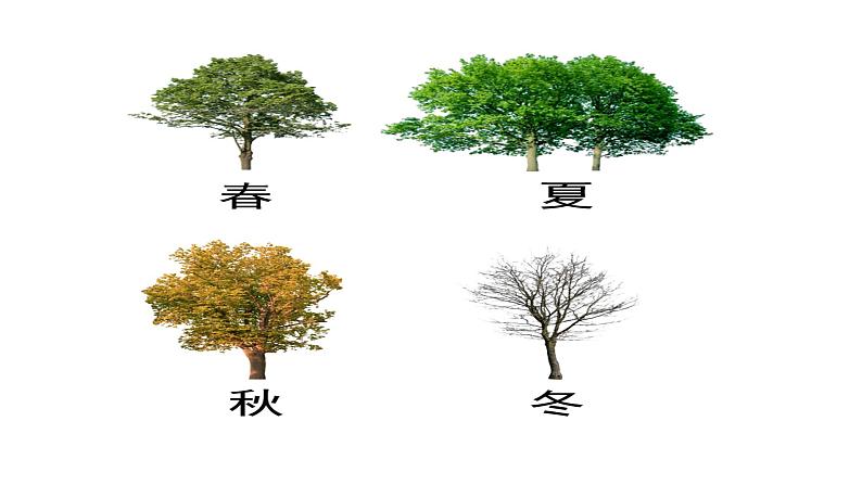 2022年小学 美术 冀美版 一年级下册 19. 大树的故事19张)ppt课件第7页