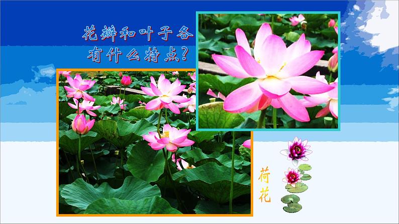 浙美版小学美术二年级下册 2.盛开的鲜花 课件07