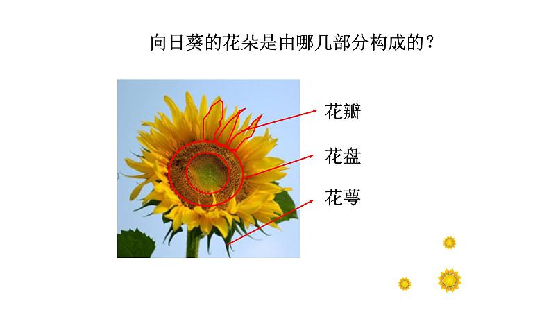 浙美版小学美术二年级下册 15.向日葵 课件第5页