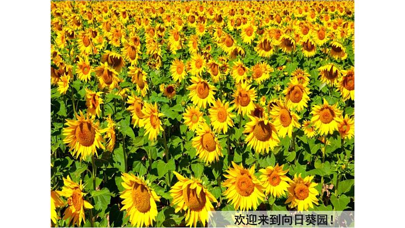 浙美版小学美术二年级下册 15.向日葵 课件第6页
