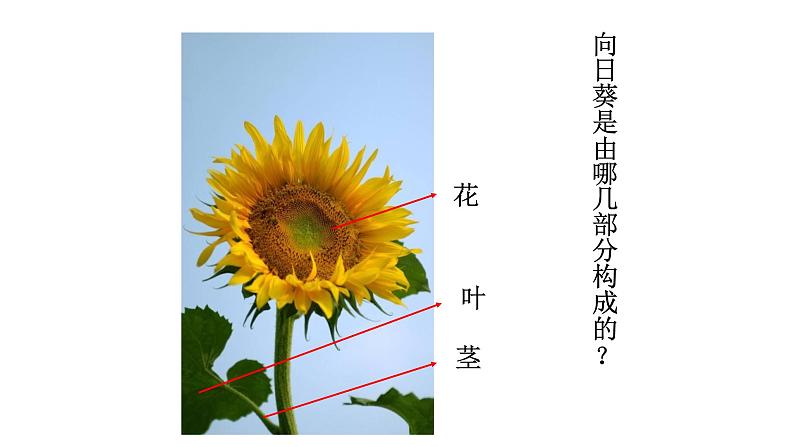 浙美版小学美术二年级下册 15.向日葵 课件第8页