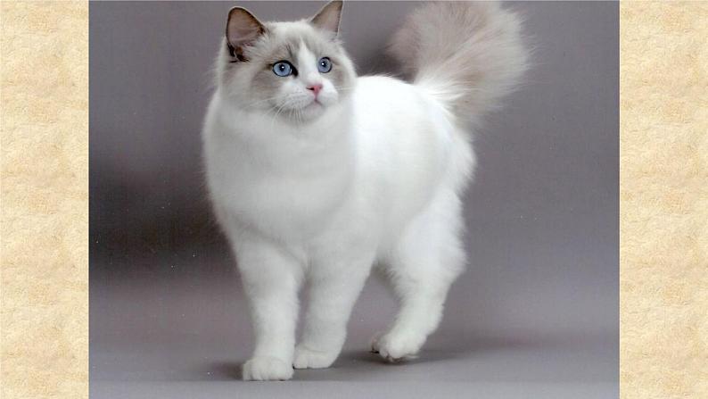 浙美版小学美术二年级下册 17.可爱的猫咪 课件第4页