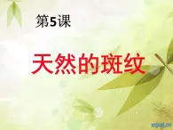 小学美术《第9课天然的纹理》PPT课件-(6)