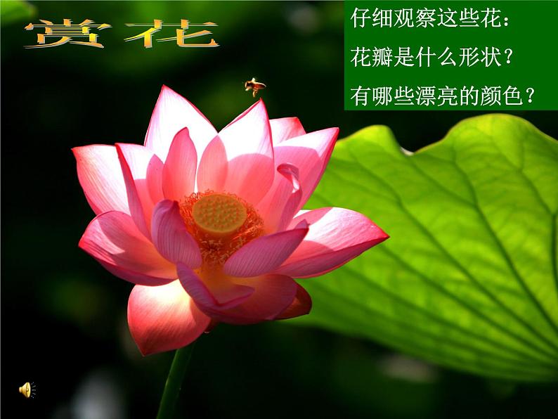 小学 美术 人美版 一年级下册 19. 花的世界课件第2页