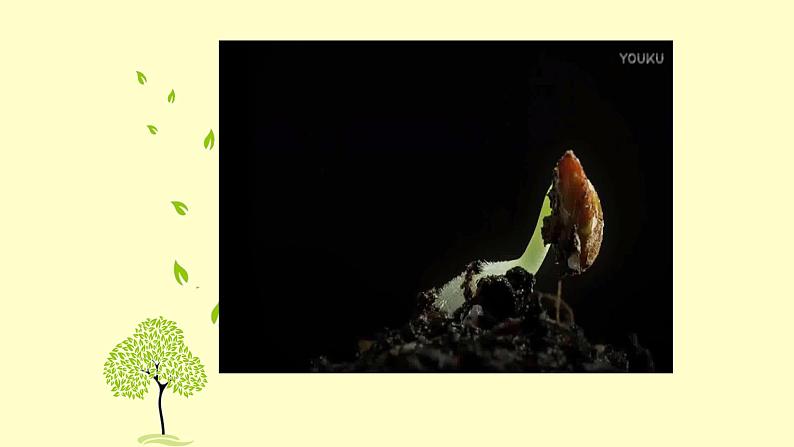 浙美版小学美术五年级下册 11.植物写生 课件02