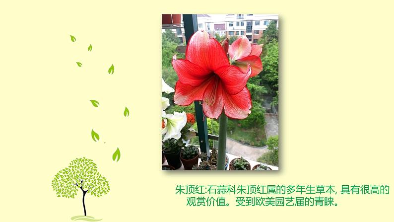 浙美版小学美术五年级下册 11.植物写生 课件04