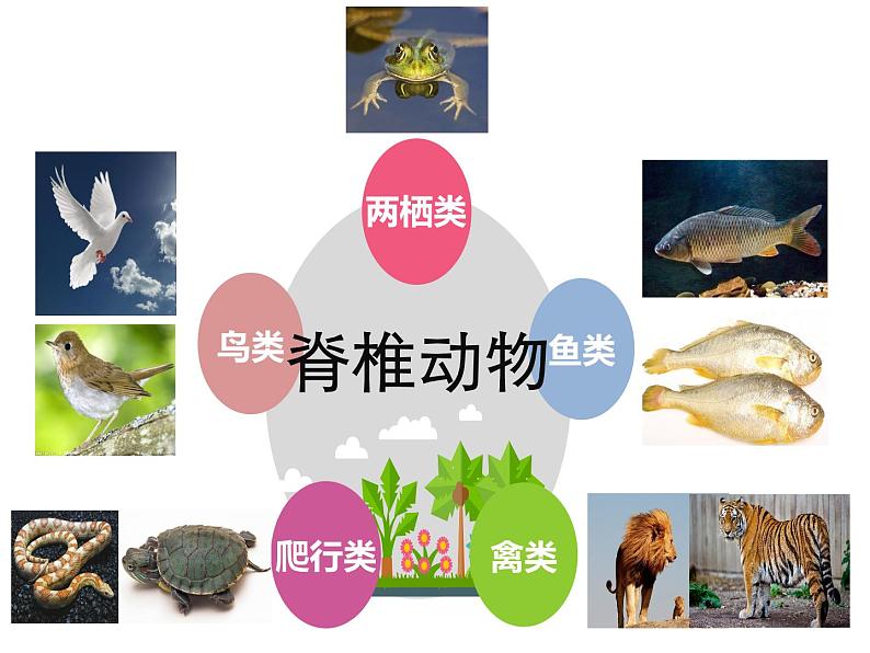 人美版一年级下册美术 12. 可爱的动物 课件第5页