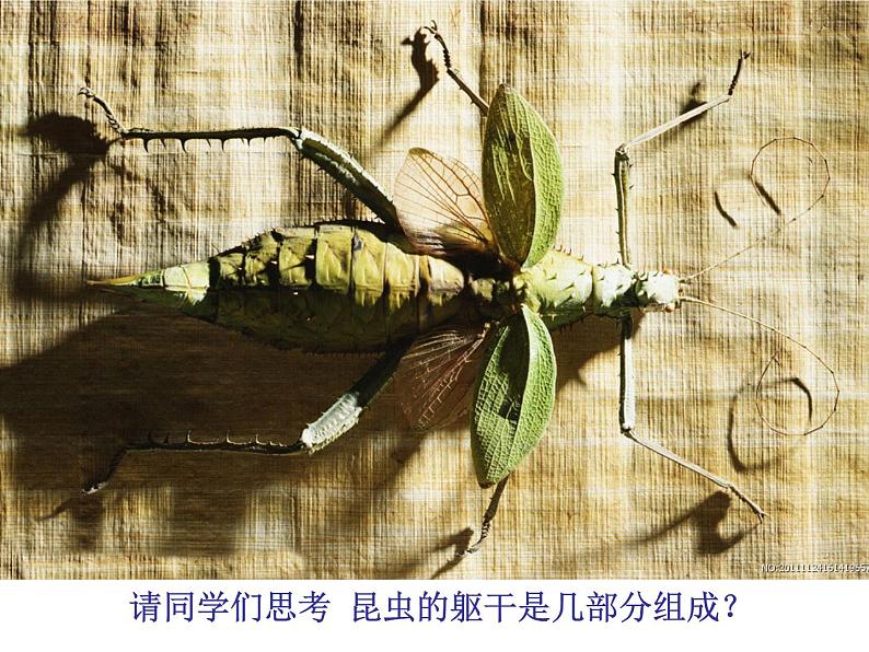 人美版一年级下册美术 10. 我和昆虫(3) 课件第5页