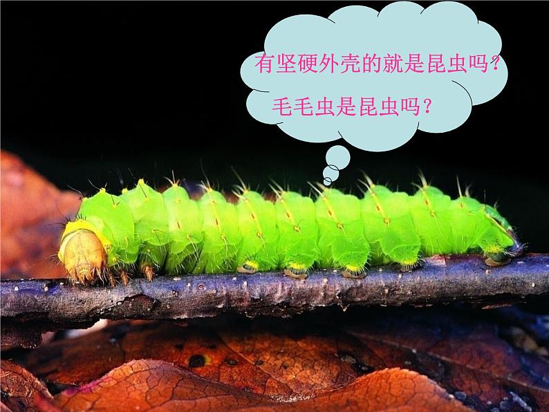 人美版一年级下册美术 10. 我和昆虫(3) 课件第8页