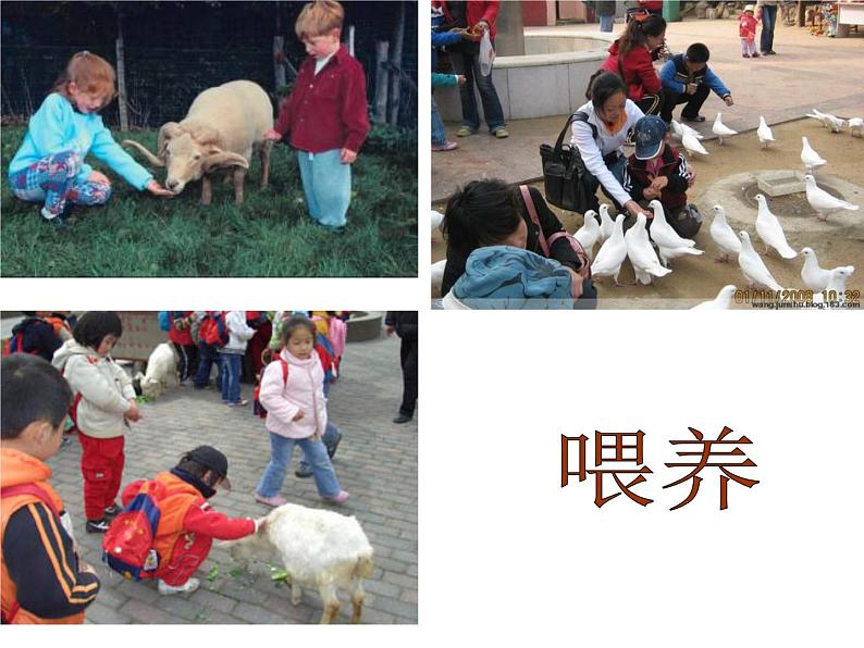 6 我和动物交朋友 课件第7页