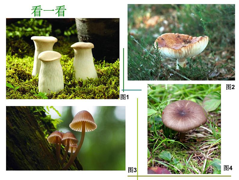 桂美版四年级下册 美术 6《梦想成真》 课件第4页